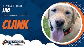 Lab Training Roanoke | Roanoke Dog Training Video