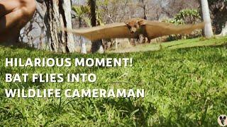 HILARIOUS MOMENT! | Bat flies INTO wildlife cameraman | Painteddog.tv