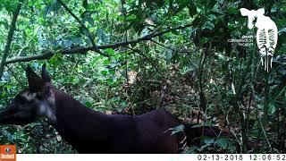 First-ever Footage of Okapi Calf in the Wild