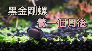 黑金剛螺 在水草缸一個月以後 現在怎麼樣呢？效果如何呢？