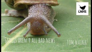 Snails (and Slugs) aren't all bad news