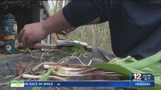 WVU research explores potential health benefits of ramps