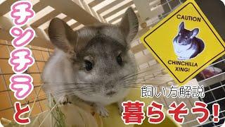 チンチラの飼い方！初心者にもわかりやすく説明します！飼育　Chinchilla