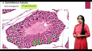 Histology of the Testes