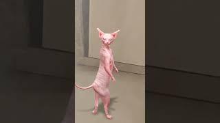 #sphinxcat #arabicviralsong #yalili #hamouda #saddydud