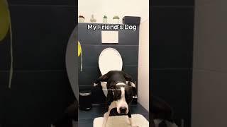 My friend’s dog vs my dog  Funny dogs videos #dog #funnyanimals #funnypets #fyp