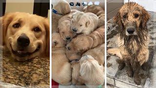 Best Golden Retriever Compilation ~ Cutest Golden Retrievers ~ Funny Dogs