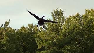 Canada Goose Landing HQ HD