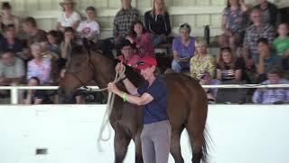 Helping An Anxious Off the Track Thoroughbred Find Relaxation