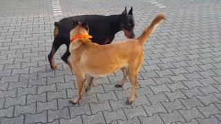 Doberman vs Belgian Malinois!Doberman good reaction Time