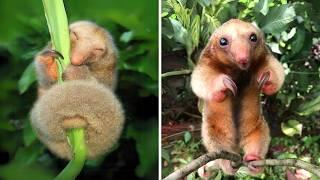 Silky Anteater  This Tiny Predator Is Adorable!