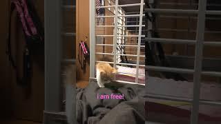 Japanese cat Yuzu escaped from prison