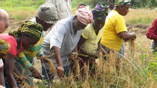 Peace Through Agriculture: How Food Security Can Help Post-Conflict Recovery