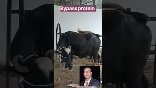 what is Bypass protein