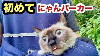 初めての「にゃんパーカー」で野外を散歩した猫