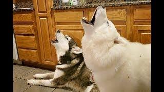 Malamutes Deep Morning Howls | James Earl Jones Of Dogs