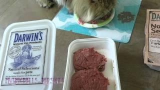 15 06 13 Mythicbells Persians initial impression of Darwin's Raw Cat Food