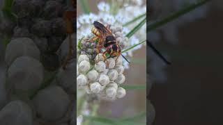 wasp feeding on nectar