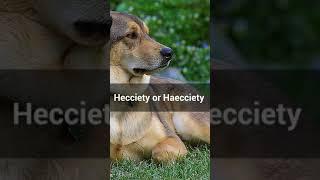 Word of the Day, Haecciety, #SHORTS