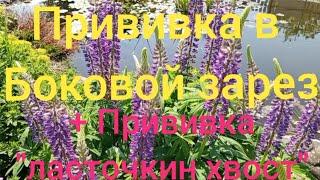 Прививка винограда в боковой зарез .Черным в зеленое. +Прививка " Ласточкин хвост"