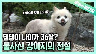 (제보요청) 비공인 세계최장수 강아지 흰둥이의 주인을 찾습니다! ┃36-Year-Old GrandDoggo!