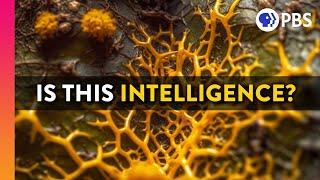 Are You Smarter Than A Slime Mold?