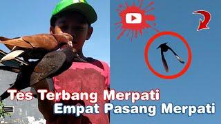 Tes Terbang Merpati Empat Pasang Merpati || Adnan Mawon || Merpati Boy