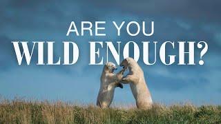 Are You Wild Enough? Walk with Polar Bears, Kayak with Belugas, Chase the Aurora, Howl with Wolves