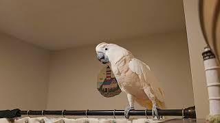 Cockatoo Has A Lot To Say 