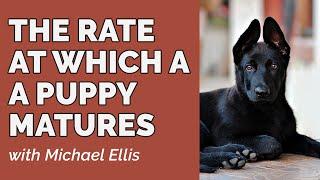 Michael Ellis on the Rate at Which a Puppy Matures