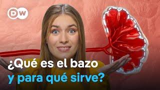 Un órgano poco conocido | ¿Qué hace exactamente el bazo?