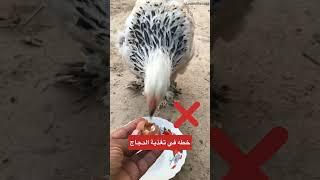 اخطاء في تغذية الدجاج