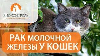 Опухоль молочной железы у кошки.  Диагностика и лечение опухоли молочной железы у кошки.