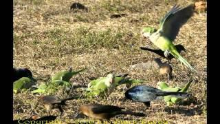 Wild Parrot Party - Quaker Parrot style