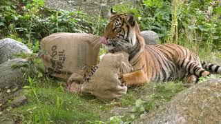 Geburtstagsüberraschung für Sumatra-Tiger im Zoo Berlin - Suprise for Sumatran Tigers at Zoo Berlin