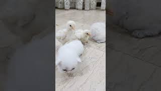 Cutesy MURGI Chicks Laugh Vs Kitty Kitten Meowing | Murgi Chicks Vs Bugui white | #fishcutting