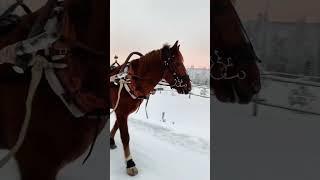 Forestry working day with #finnhorse