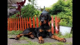 Doberman puppies for sale D. of Birth12.05.2017 Binding in Poland