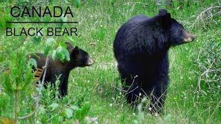 Schwarzbär | Black Bear mit 2 Jungen | Cubs im Jasper National Park ( Rocky Mountains / Canada )