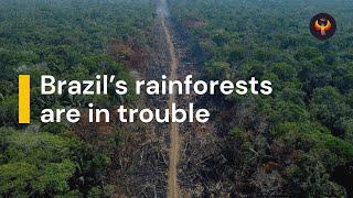  Saving Brazil's Rainforests: The Lungs of the World Are In Trouble 