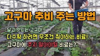 고구마 웃거름추비주는방법 고구마 다수확 하려면 무조건 줘야하는 비료와 고구마에 주지 말아야할 비료 고구마재배방법