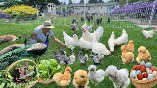 Effective Strategies for Organic Chicken Keeping: Fly & Wild Bird Control. Garden Harvest & Cook