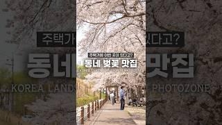 주택가에 벚꽃이 있다고? 숨은 봄 여행지 추천
