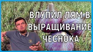 РАСХОДЫ НА ПОСАДКУ 1 ГЕКТАРА ЧЕСНОКА. Бизнес на чесноке