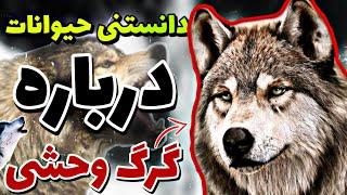 دانستنی حیوانات | حقایق و دانستنی های عجیب درباره گرگ ها | دانستنی های حیوانات