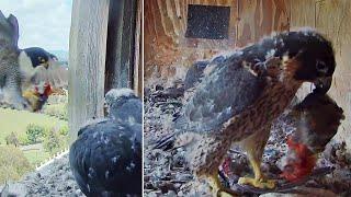 FalconCam Project~X brings prey, Di comes home, kiddos eat themselves~11:57 am 2024/11/12