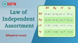 Law of independent assortment  Explained with examples || dihybrid cross|| Genetics