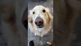 Good girl #dog #cutedog #gooddogs #doggo #animals #catsanddogs #goldenretriever #golden