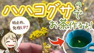 ハハコグサでお茶作ってみた【野草茶】