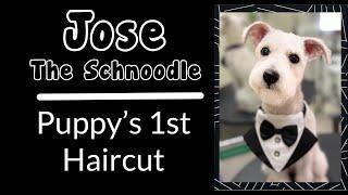 Schnoodle puppy’s 1st Haircut. Meet Jose the rescue dog as he gets groomed. He is such a cute dog.